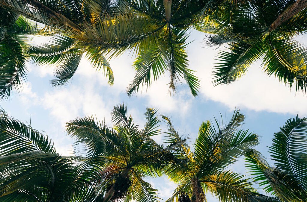 Les plus belles plages proches des Avirons