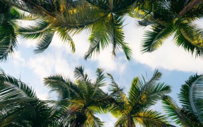 Les plus belles plages proches des Avirons