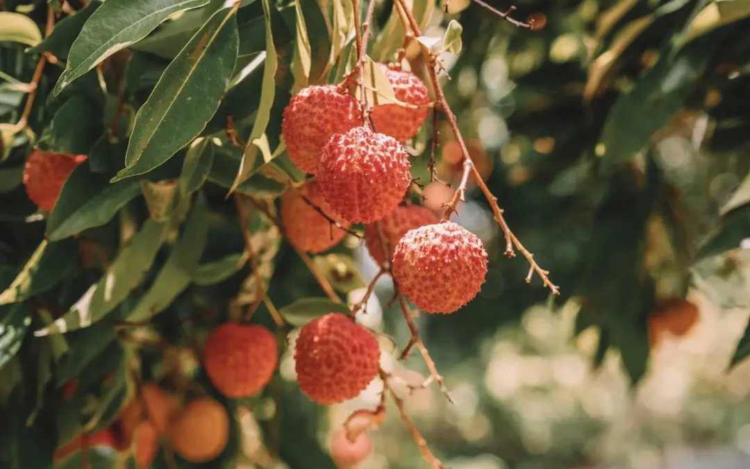 Voyager à La Réunion : des vacances au cœur des saveurs locales