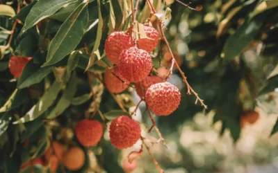 Voyager à La Réunion : des vacances au cœur des saveurs locales