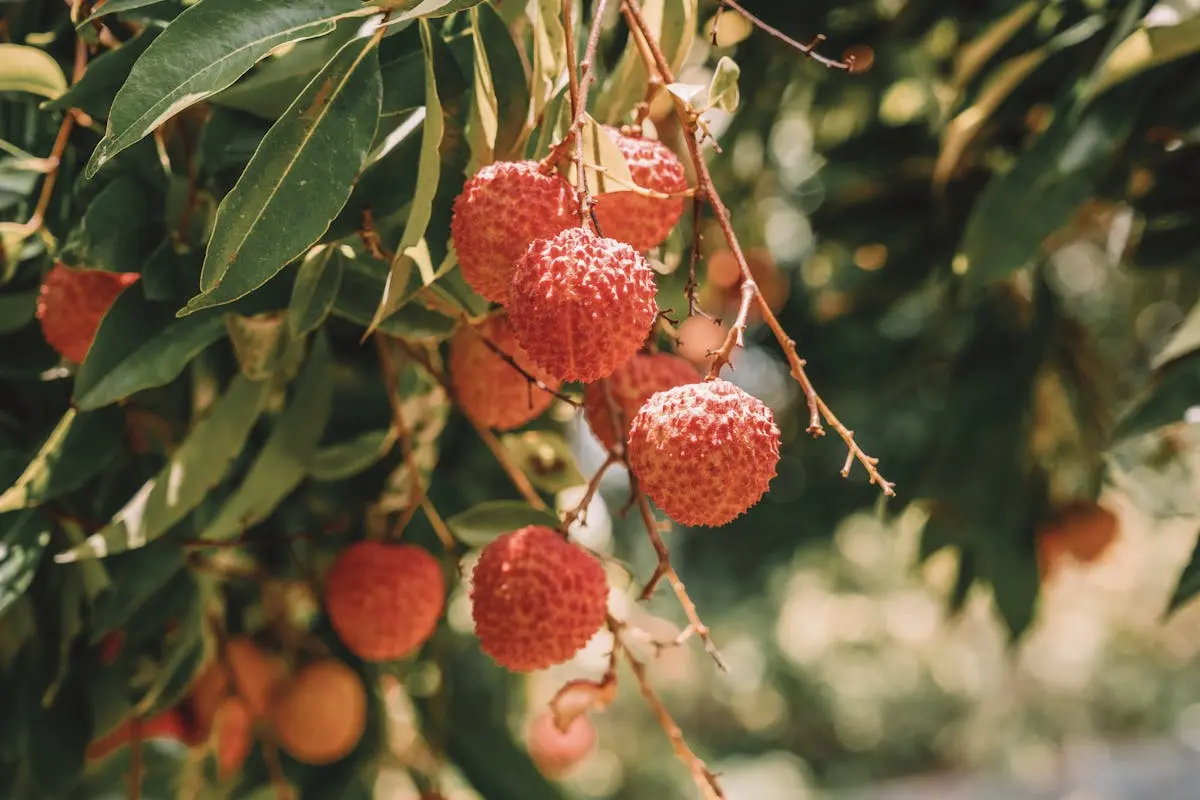 letchi-fruit-exotique-reunion