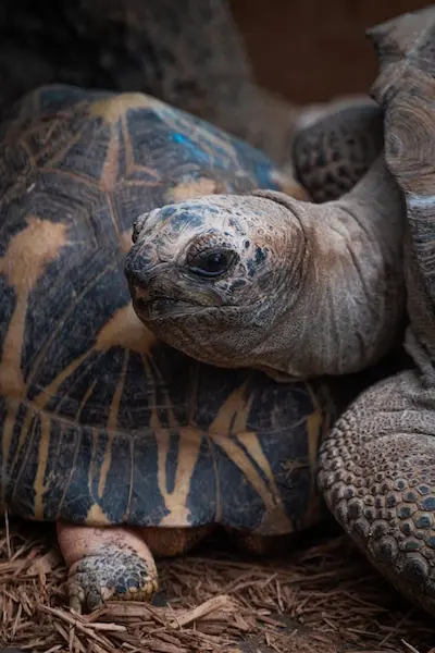 tortue-visite-weekend-reunion-famille