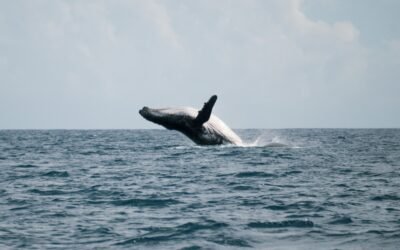 Les activités nautiques à la Réunion
